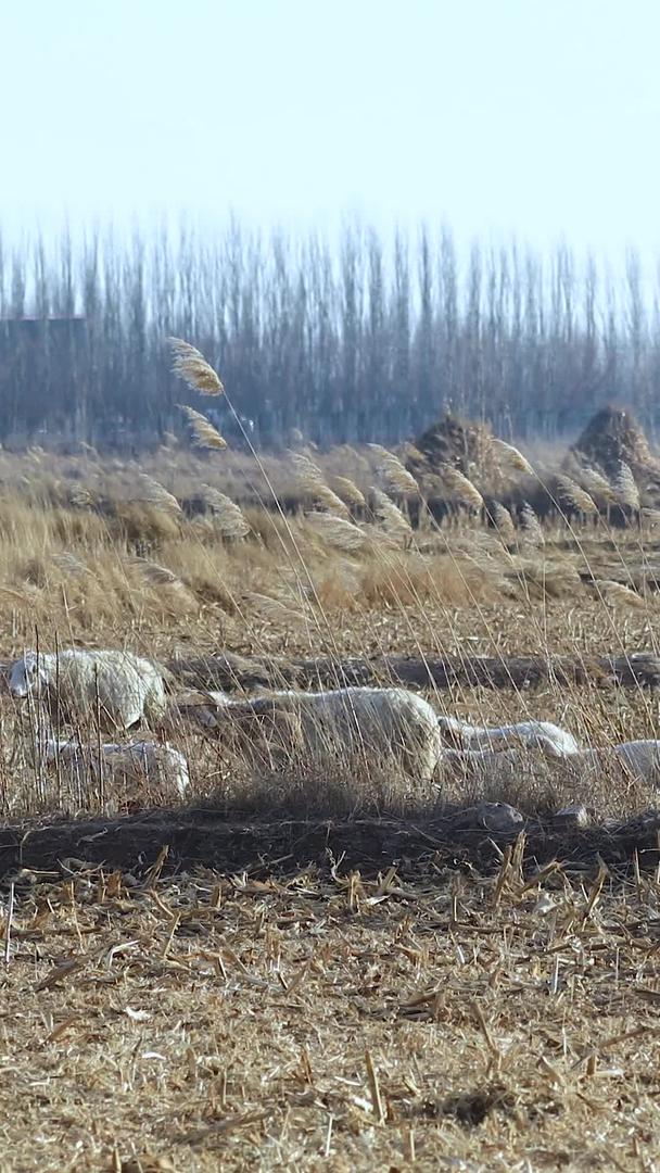 内蒙古牧区牧羊人放牧场景多角度拍摄视频的预览图