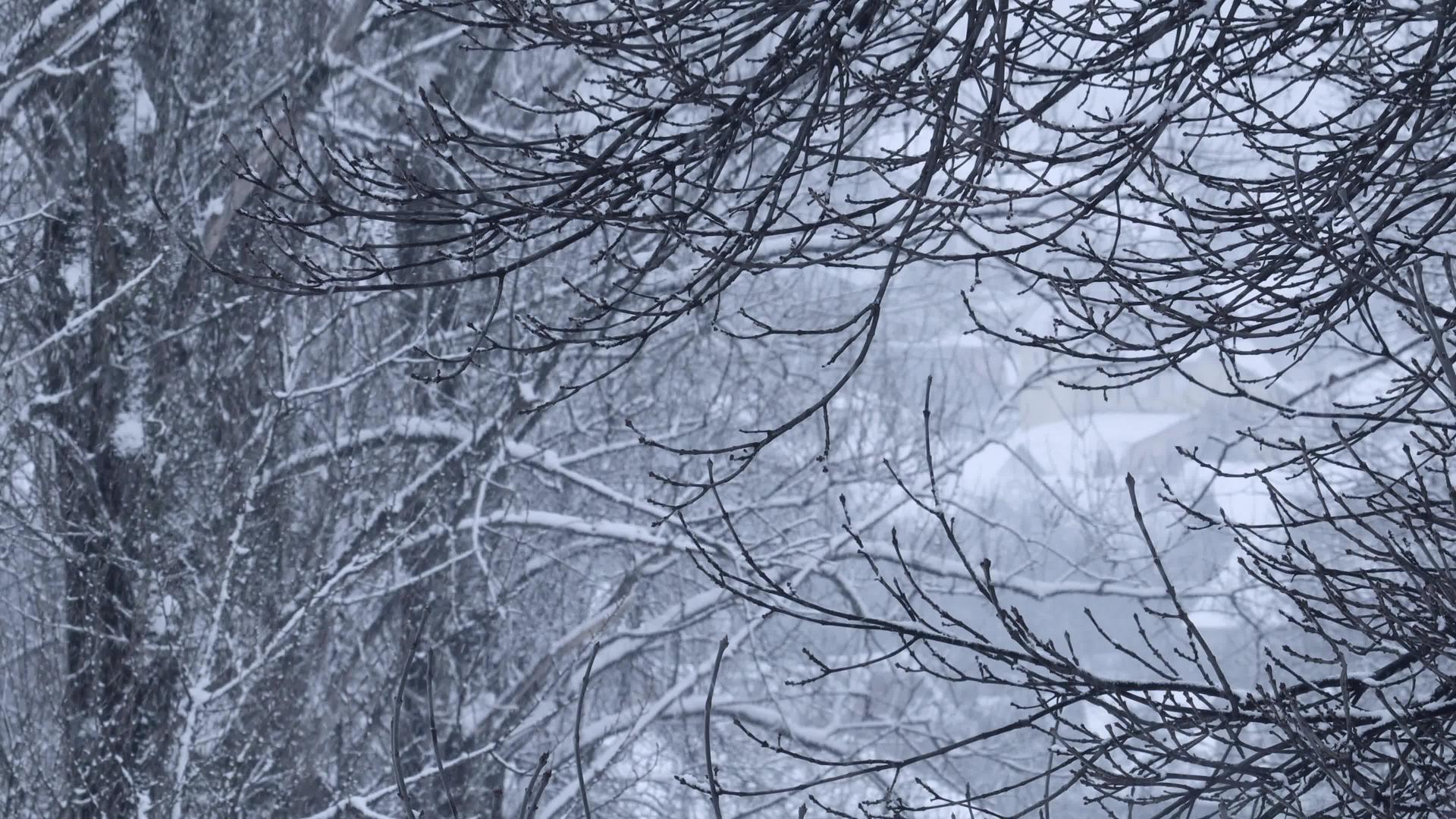 雪覆盖着树木和雪的屋顶背景视频的预览图