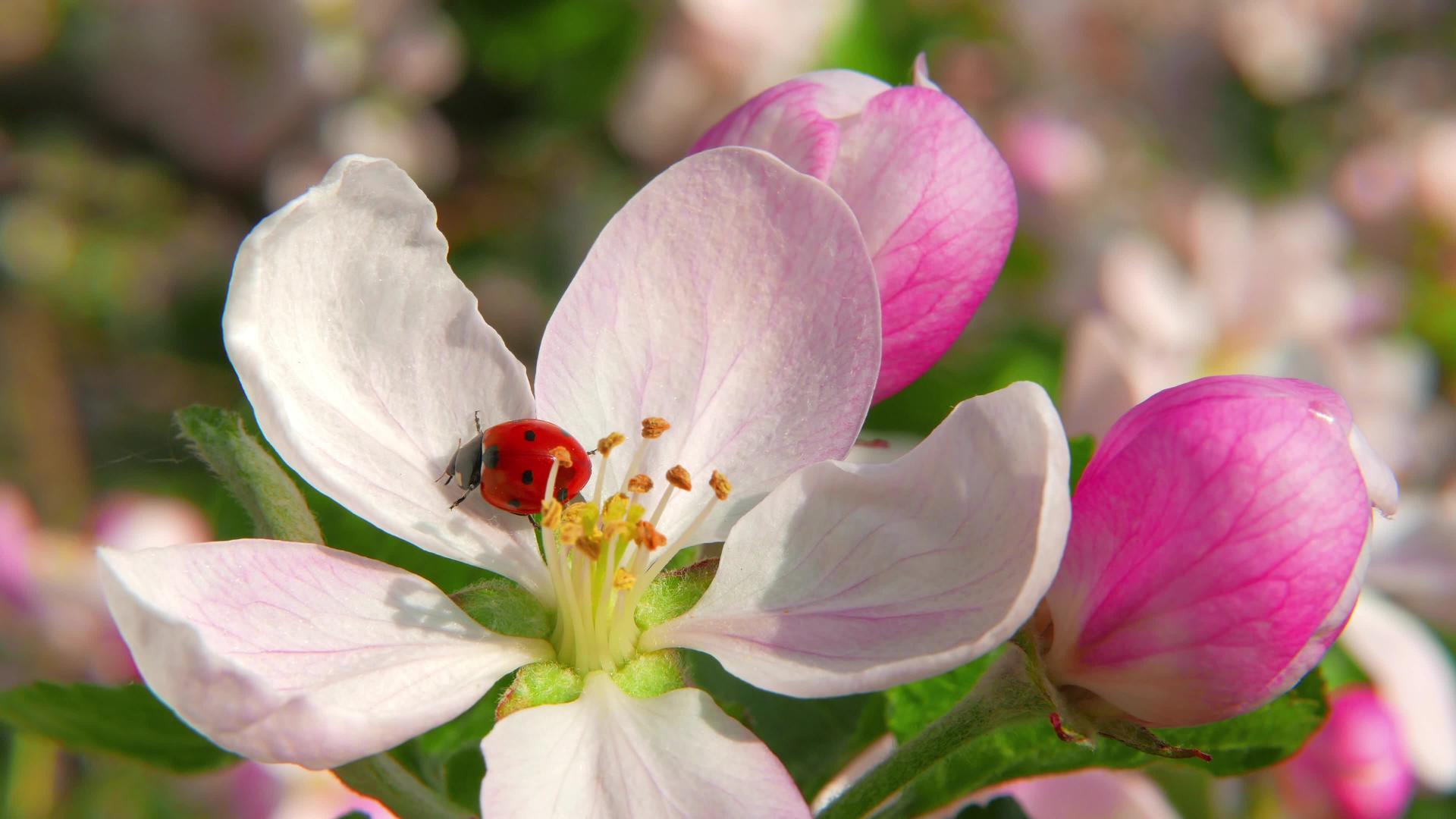 桃花上的甲壳虫视频的预览图