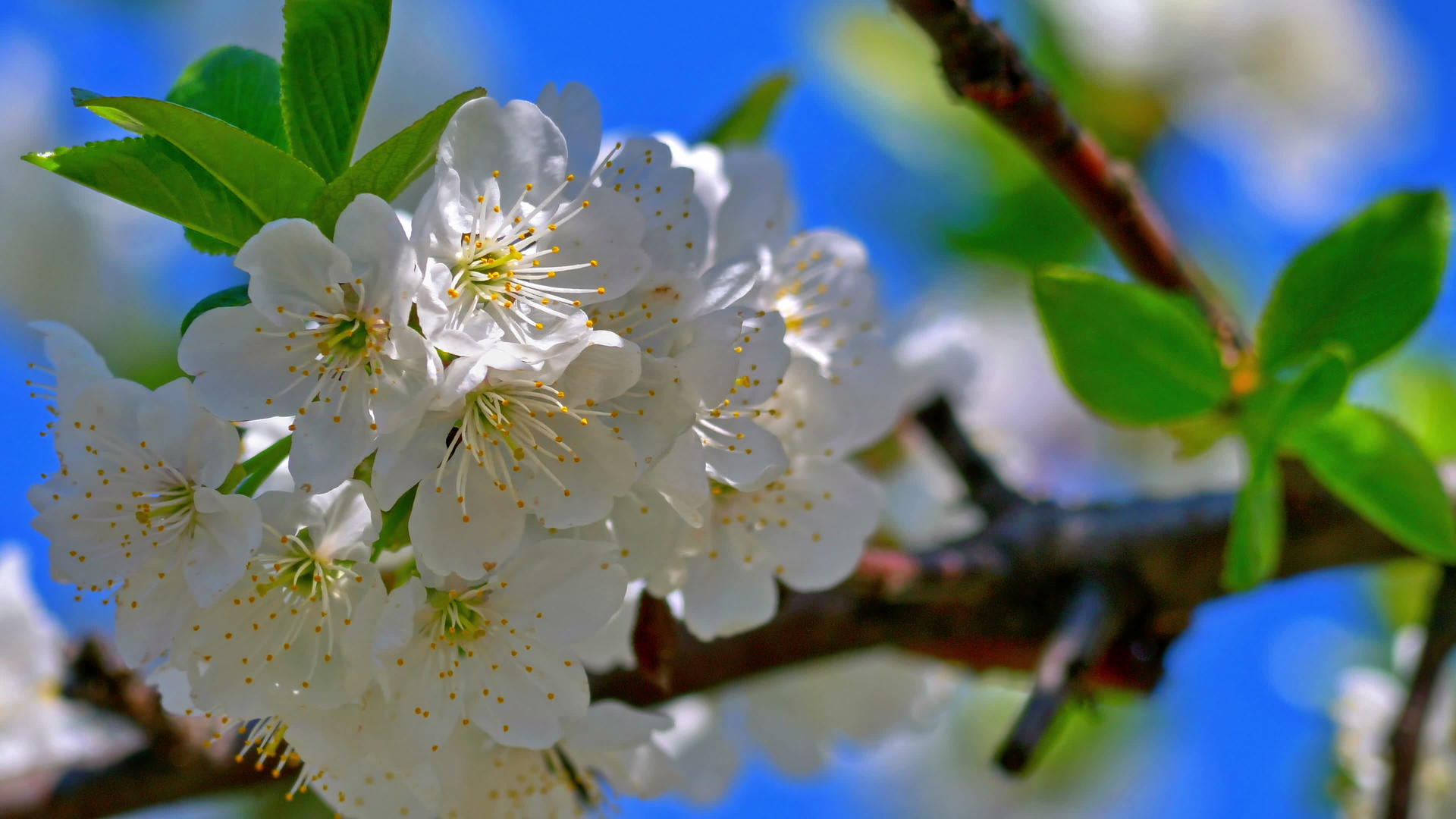 带花朵4k的春花树视频的预览图