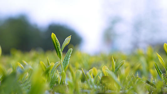 茶叶生长环境采摘视频的预览图