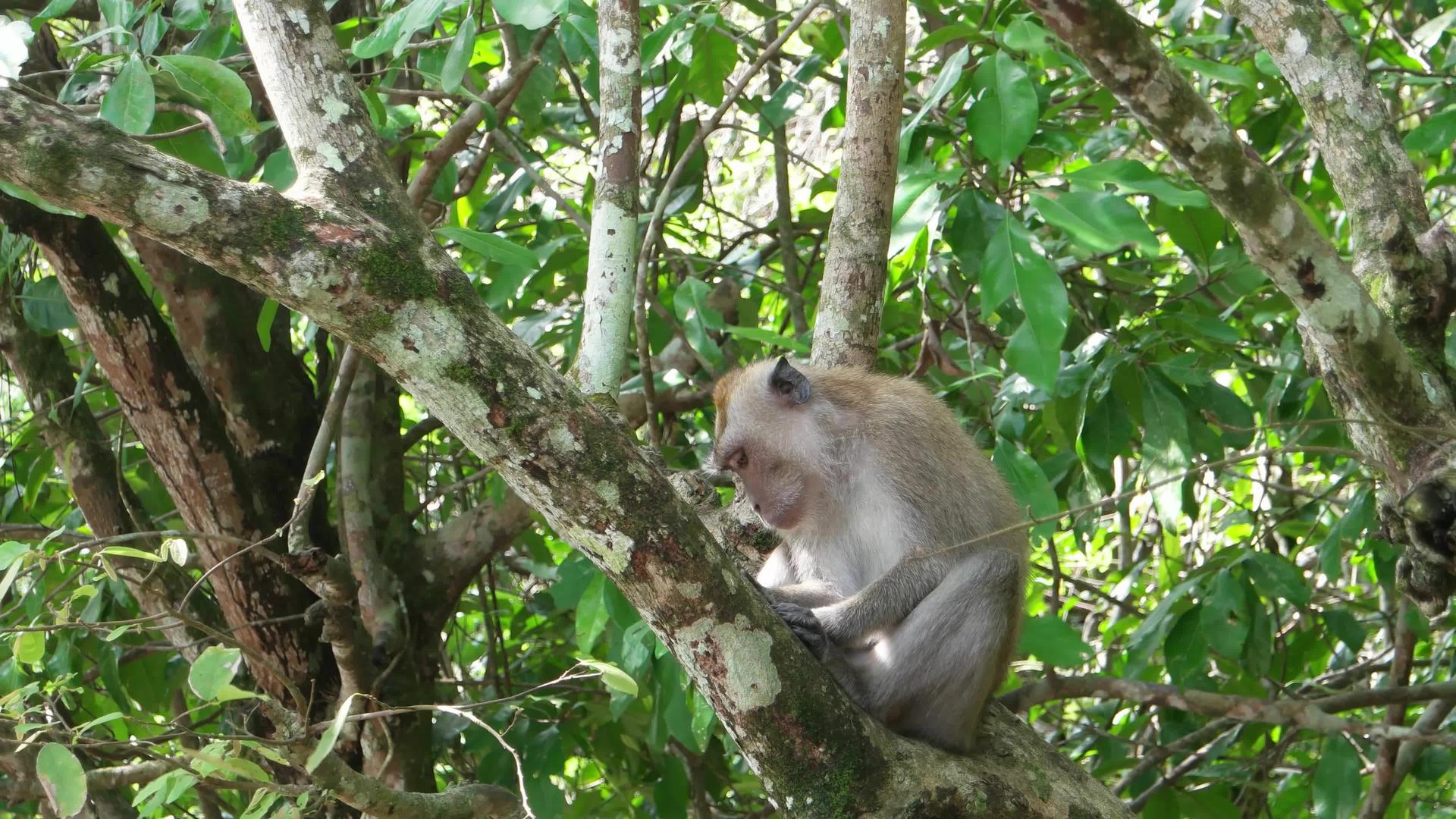 猴子在树上休息视频的预览图
