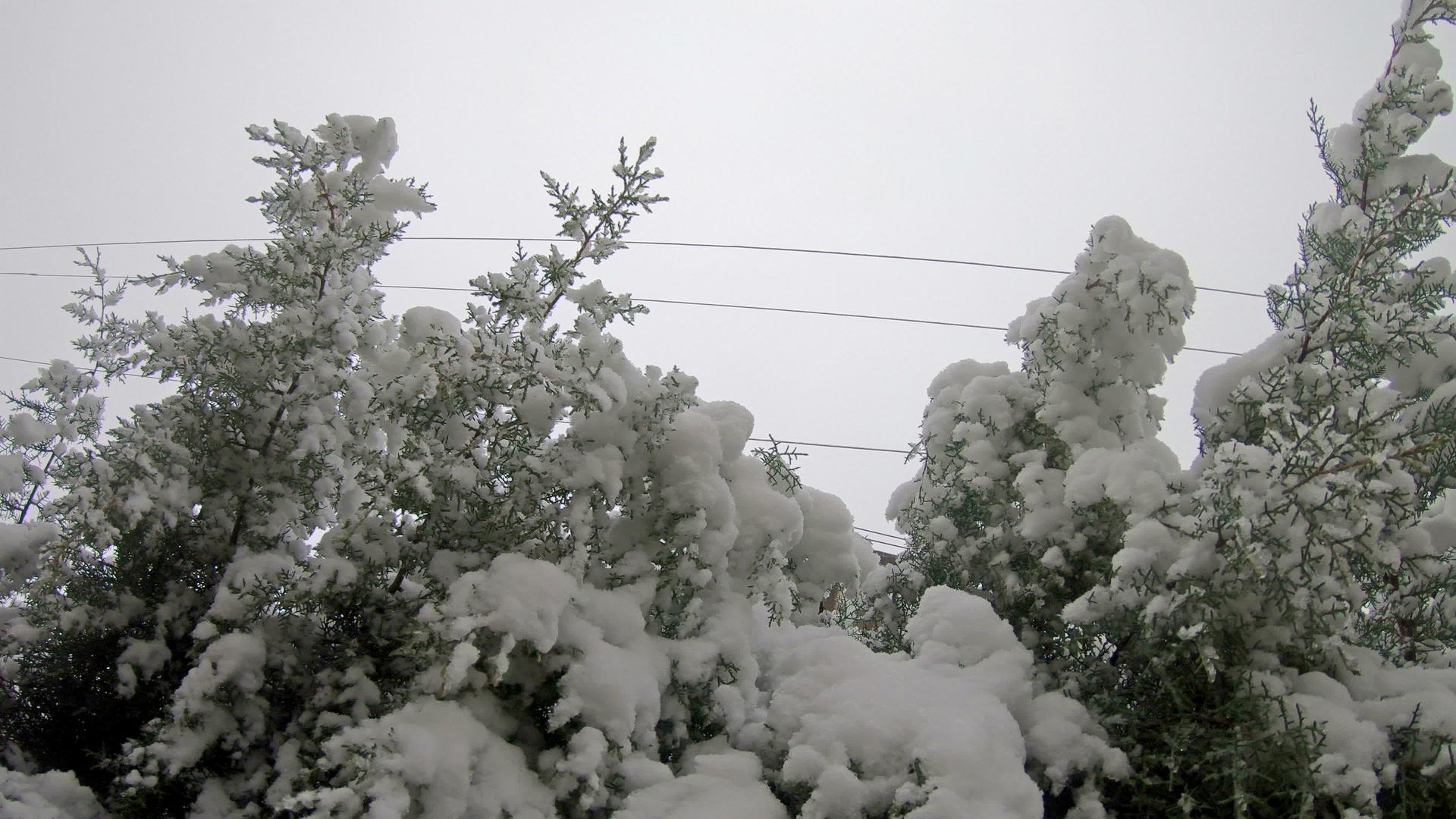 冬季松枝雾天气视频的预览图