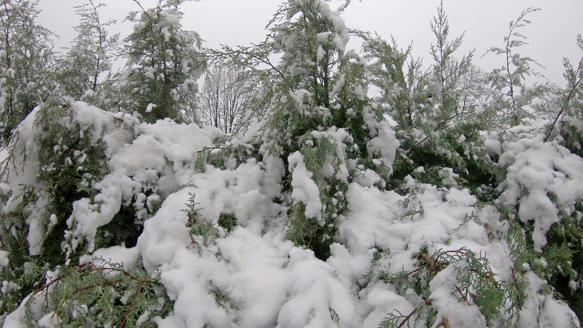 冬天雾冷的天气下满是雪松树枝视频的预览图
