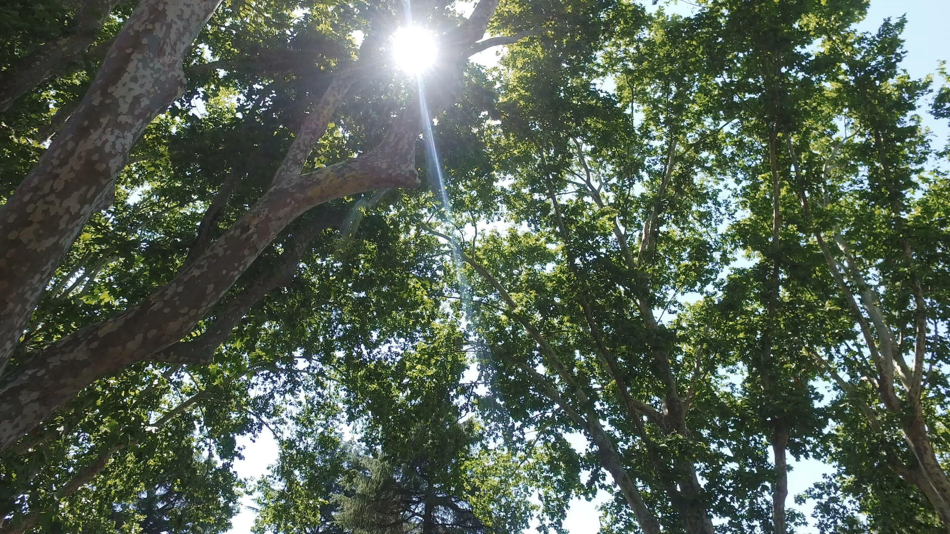 阳光在罗马公园的树枝间闪耀视频的预览图