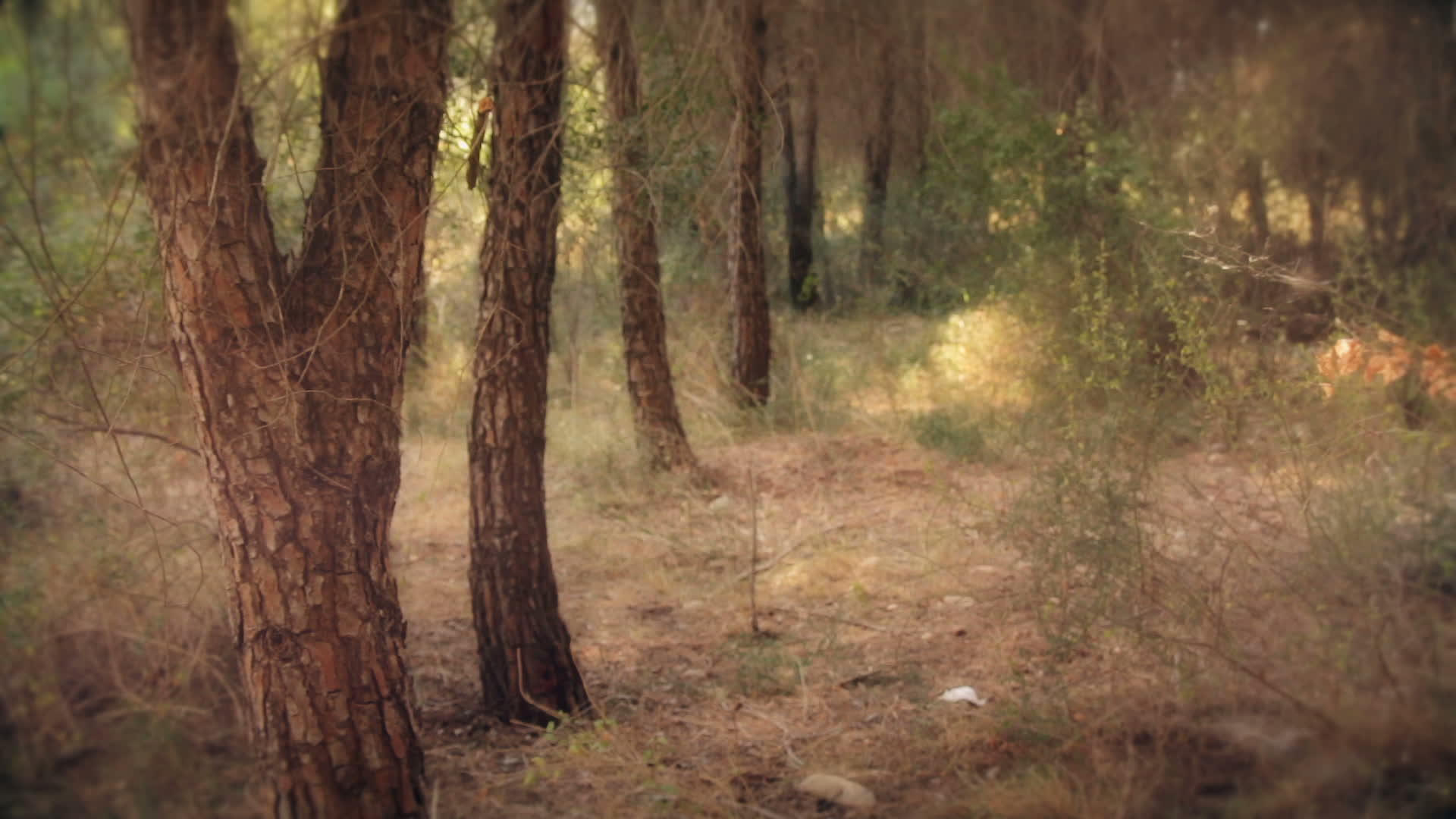 松树林神奇浪漫的外表视频的预览图