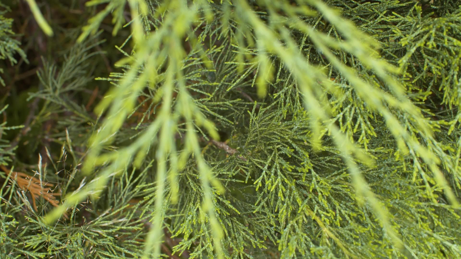 绿色的树枝视频的预览图