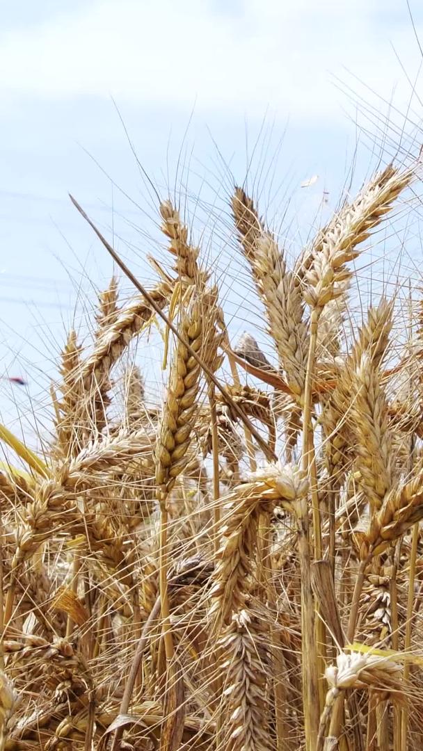 丰收麦秸谷物麦穗金黄麦田金黄视频的预览图