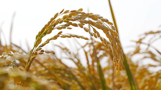 4K水稻剪影特写糙大米丰收秋季田地农业谷类物视频的预览图