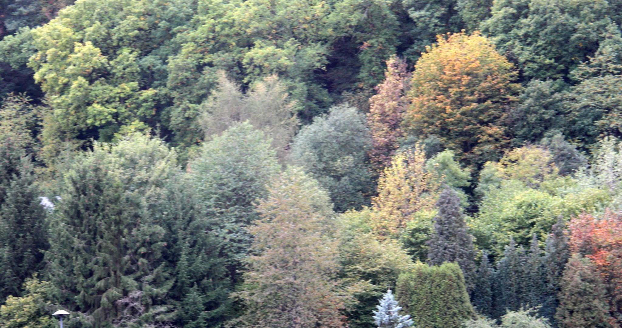 山坡上绿密林面积大视频的预览图