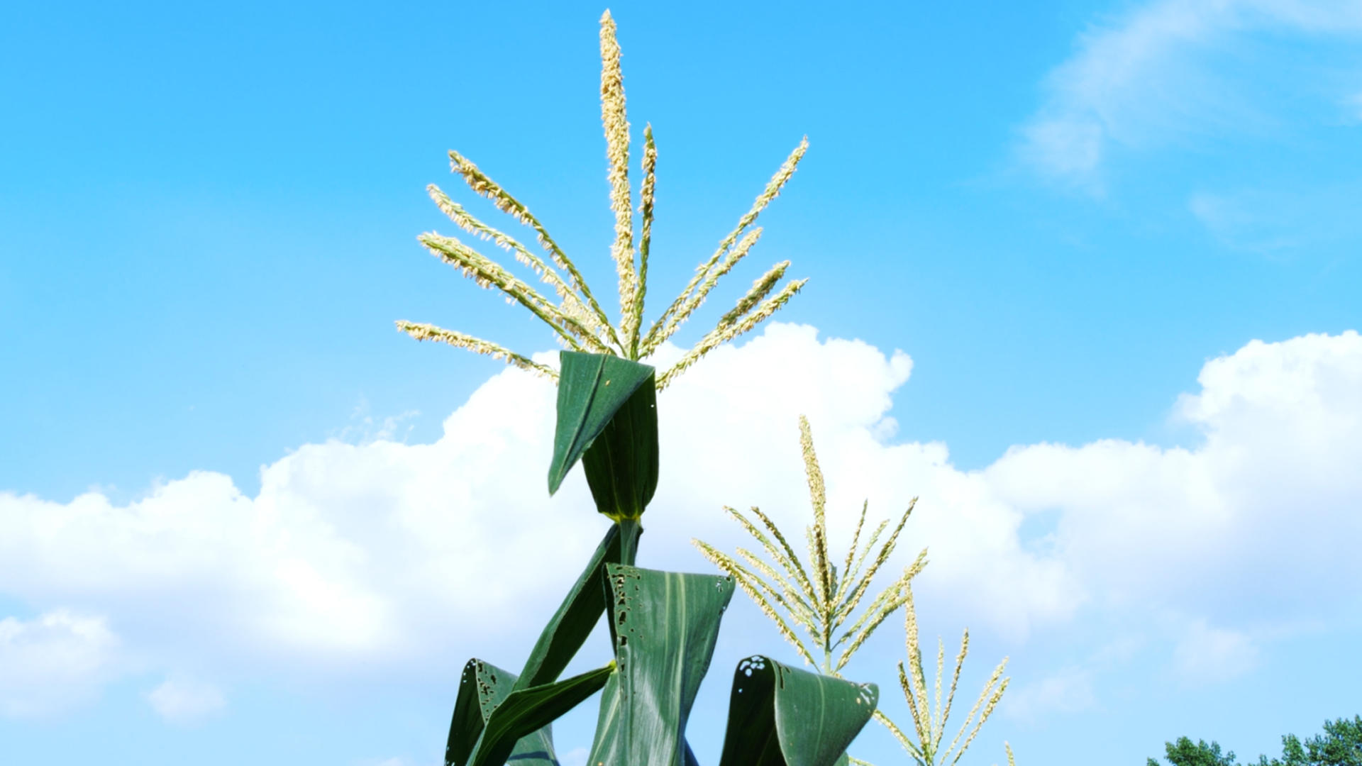 4K玉米苞谷玉米棒玉米杆玉米地庄稼地农业视频的预览图