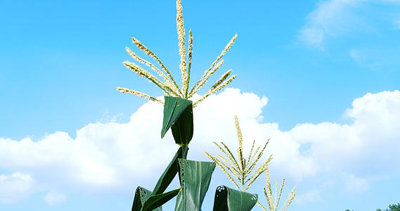 4K玉米苞谷玉米棒玉米杆玉米地庄稼地农业视频的预览图