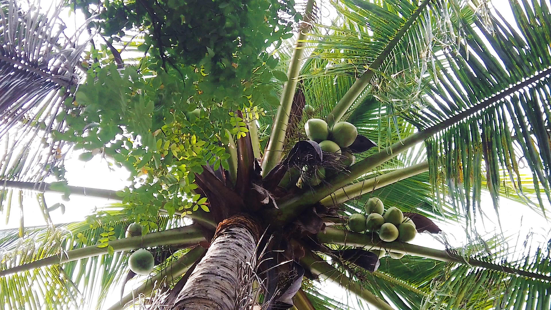 新鲜椰子树视频的预览图