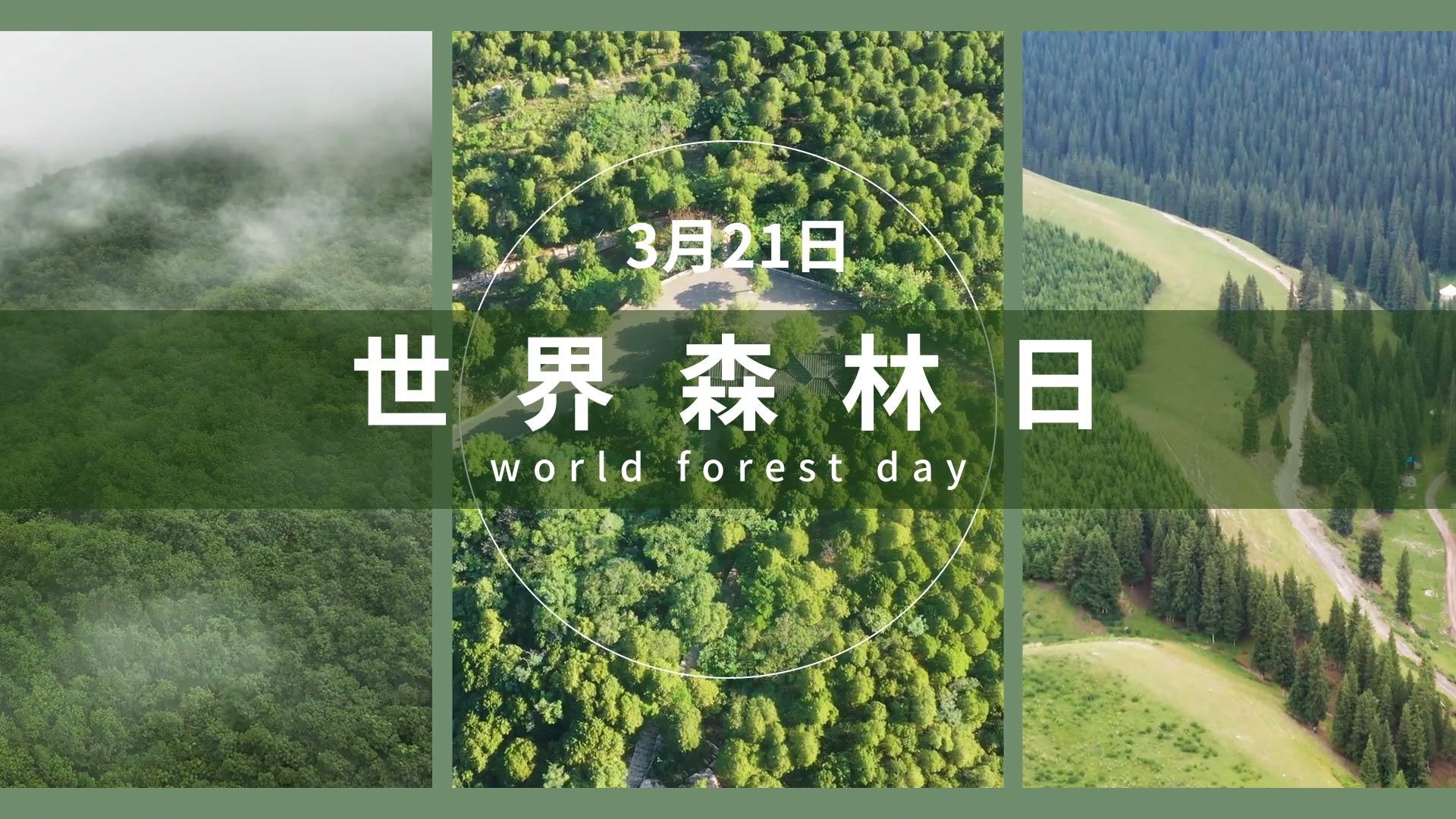 AE模版世界森林日图宣传视频的预览图