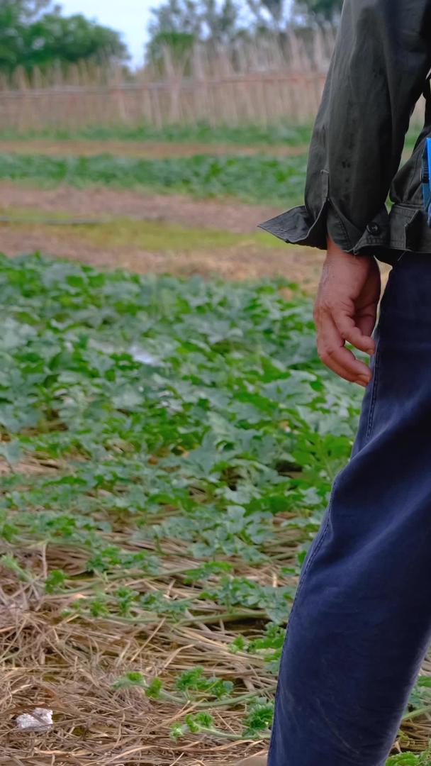 农民伯伯伯在田地里喷洒农药视频的预览图