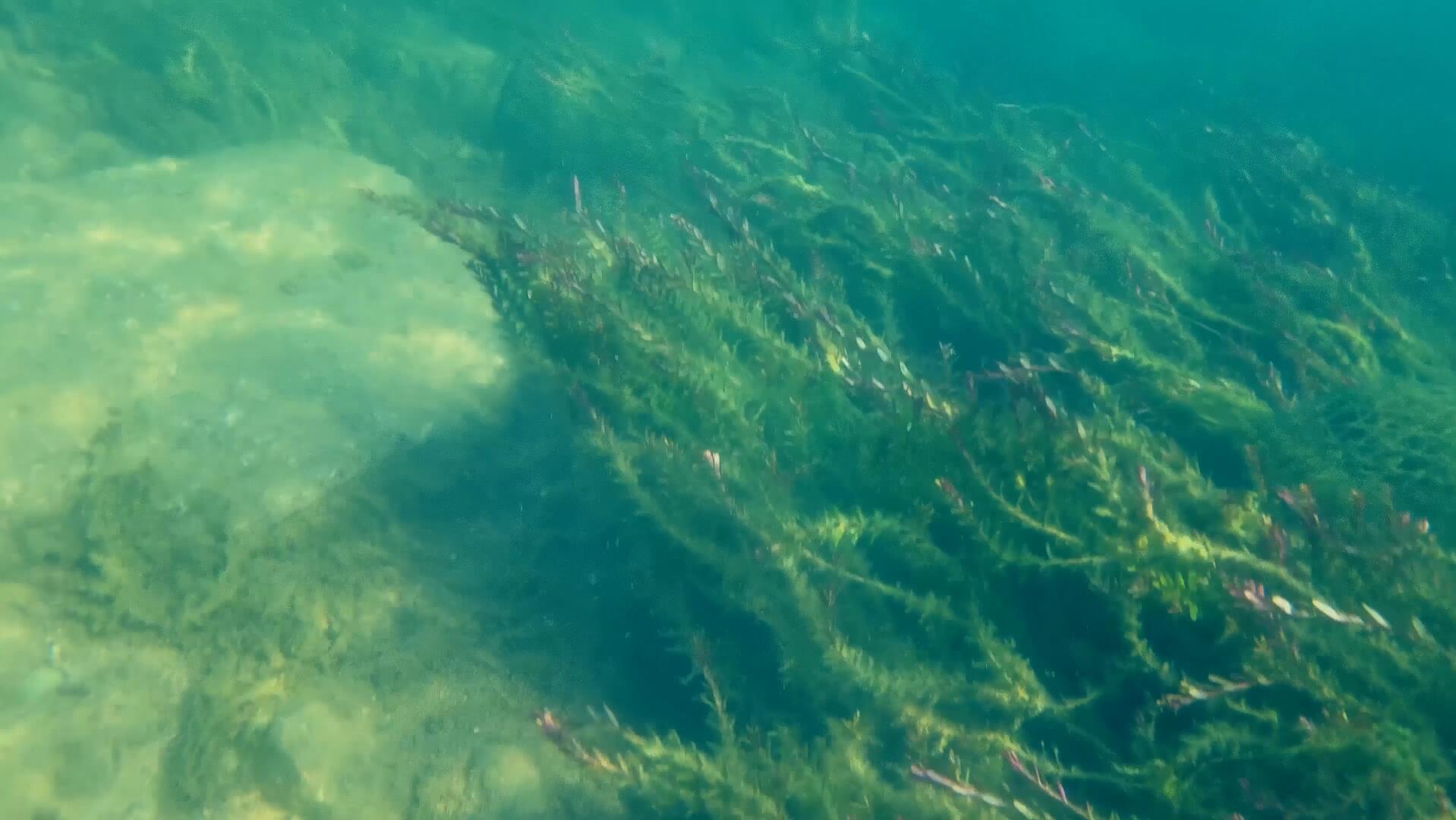 实拍深海水底海草视频的预览图