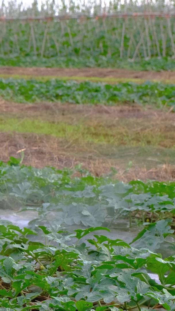 农民伯伯伯在田地里喷洒农药视频的预览图