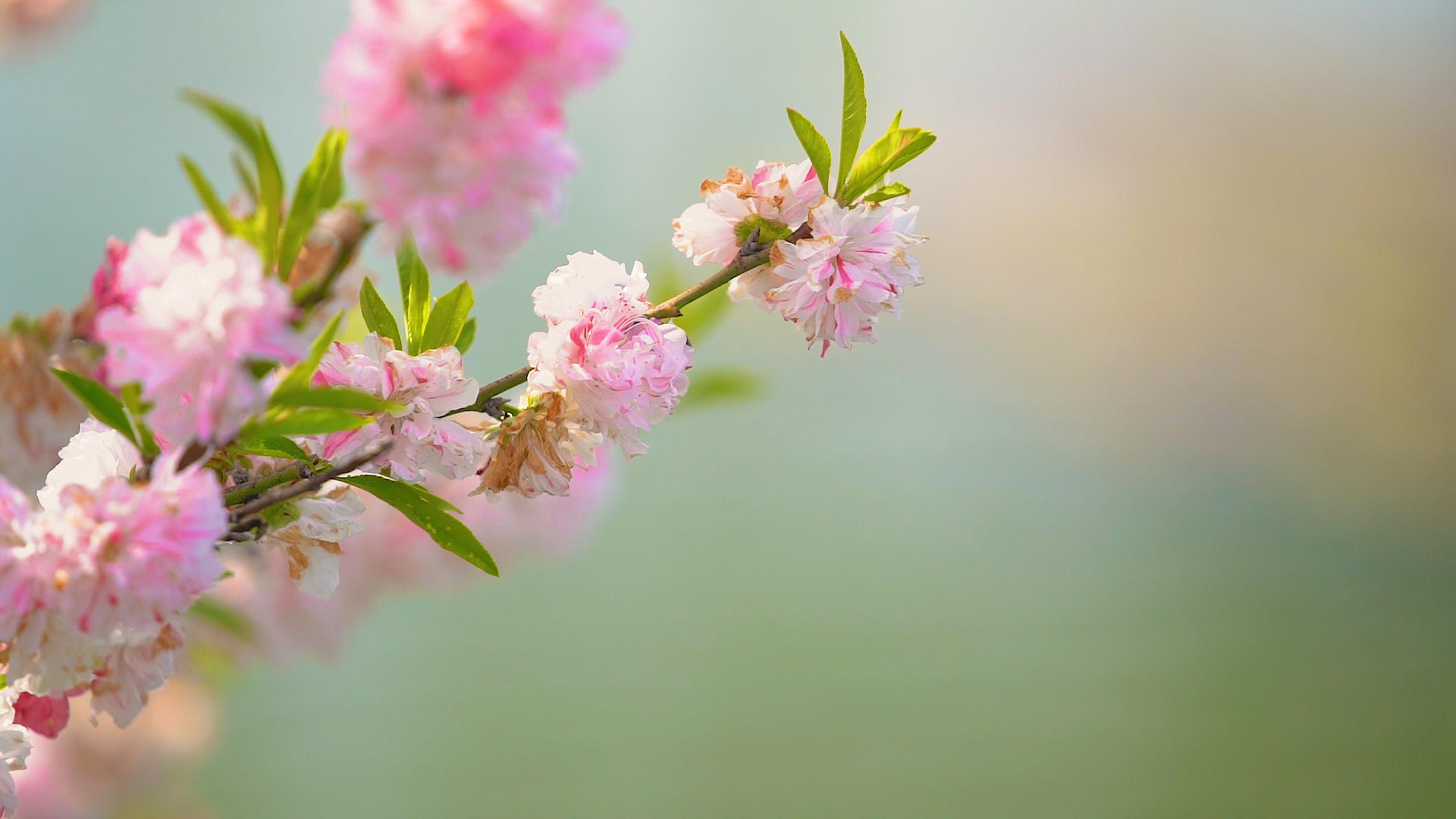 春天江边盛开的桃花视频的预览图