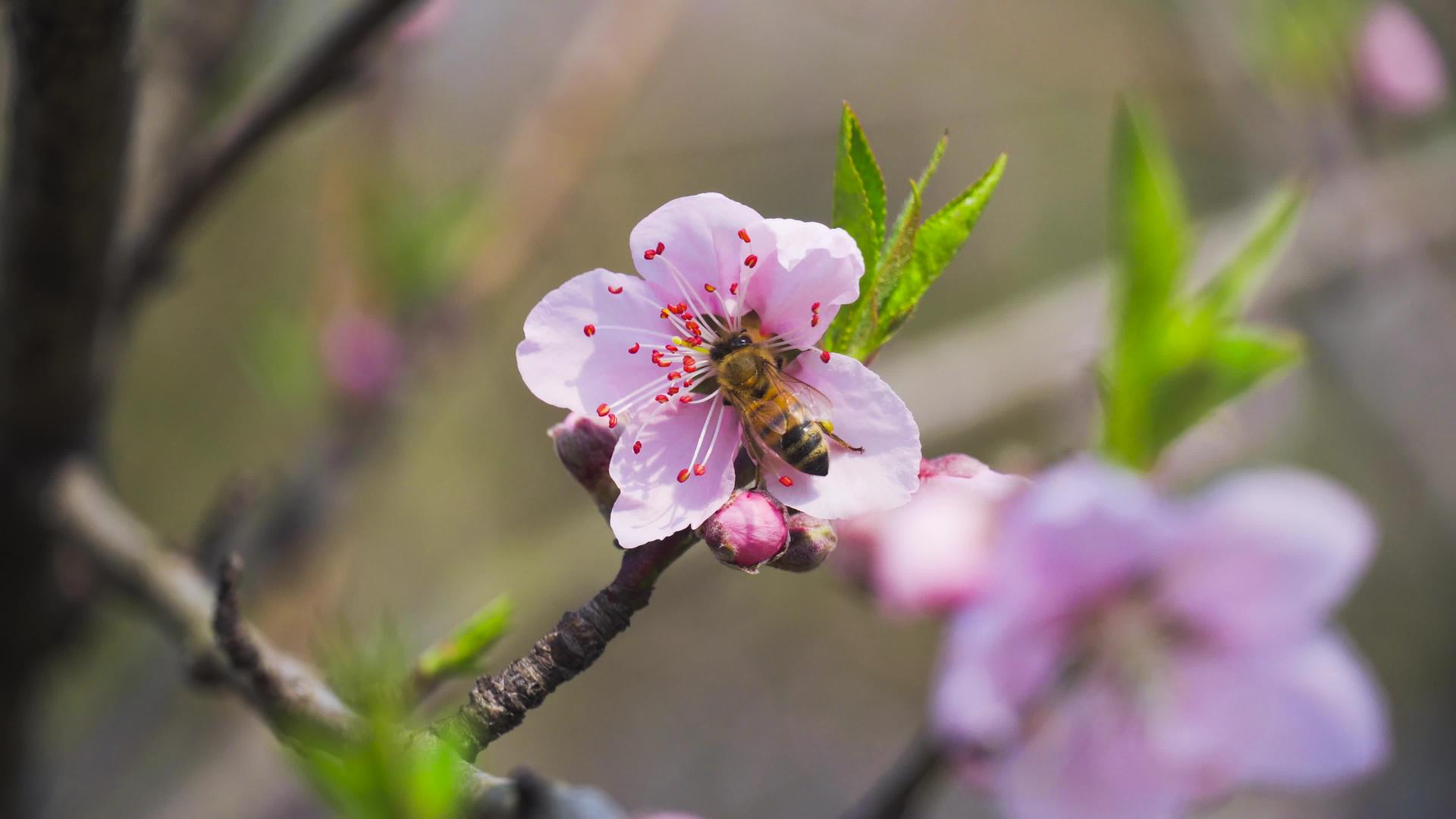 春天4K实拍美桃花蜜蜂采花蜜蜂采花视频的预览图