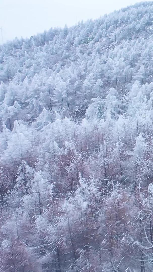 美丽的雪景松树白雪弥漫银装素裹雪山森林视频的预览图