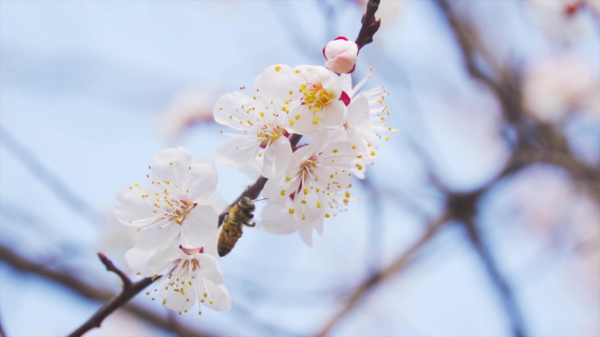 春季实拍美杏花盛开蜜蜂采花自然景观视频的预览图