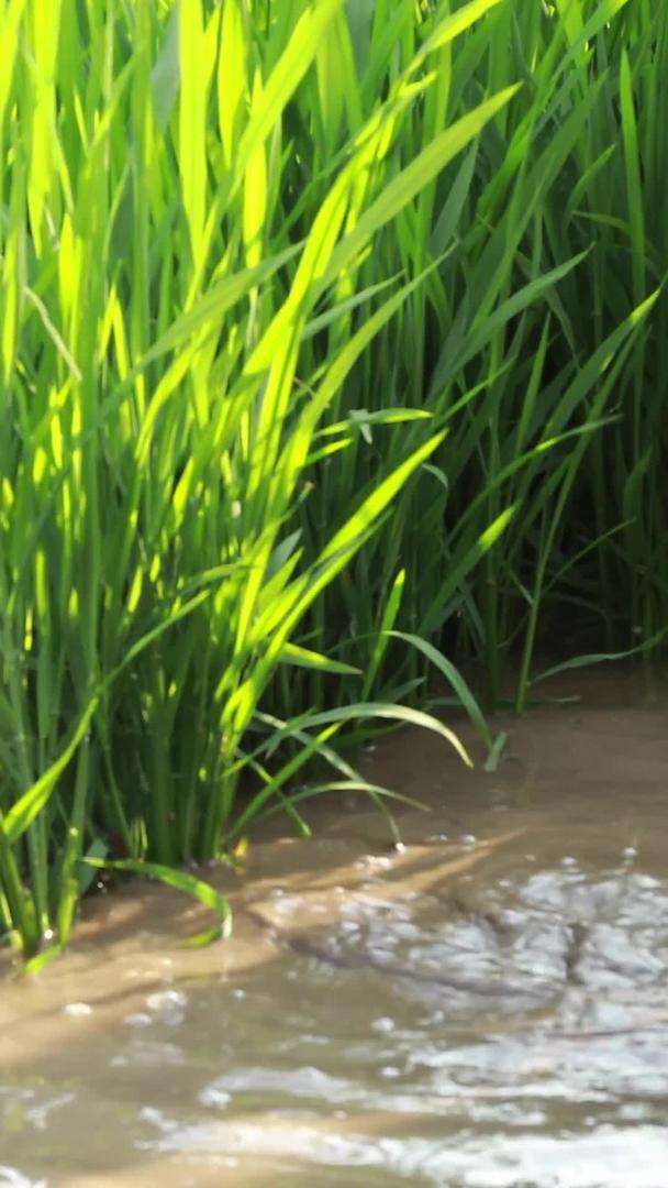 实际种植水稻插秧苗视频的预览图