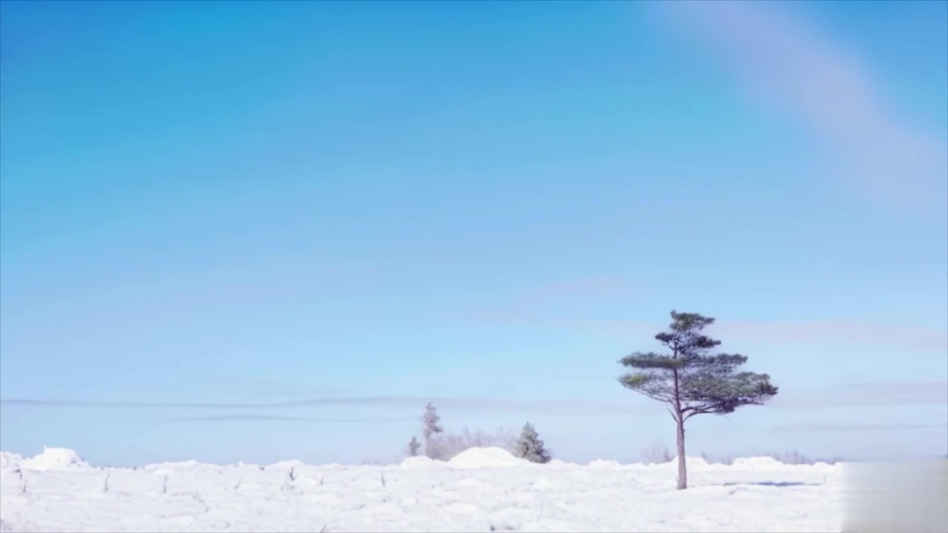 【收藏】冬季雪松树背景视频视频的预览图