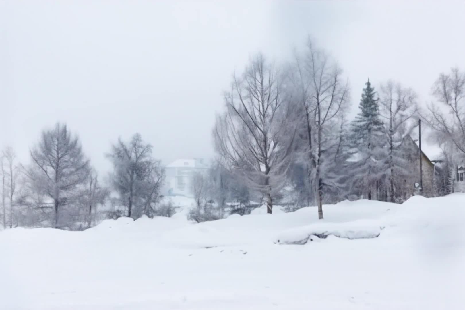 【收藏】深冬雪松腊梅下雪背景视频视频的预览图
