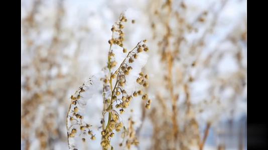 【收藏】冬季芦苇自然空镜背景视频视频的预览图