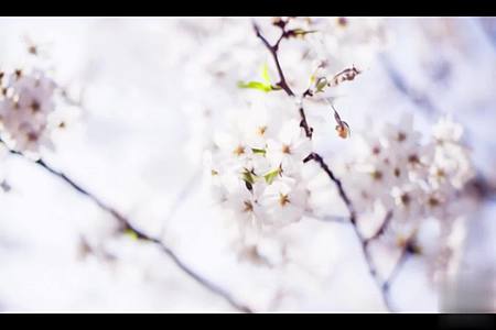 【收藏】美丽樱花空镜视频的预览图