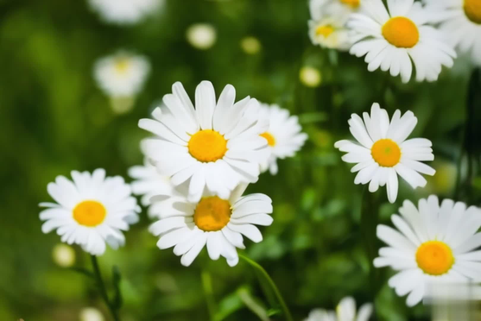【收藏】美丽的雏菊自然风光视频的预览图