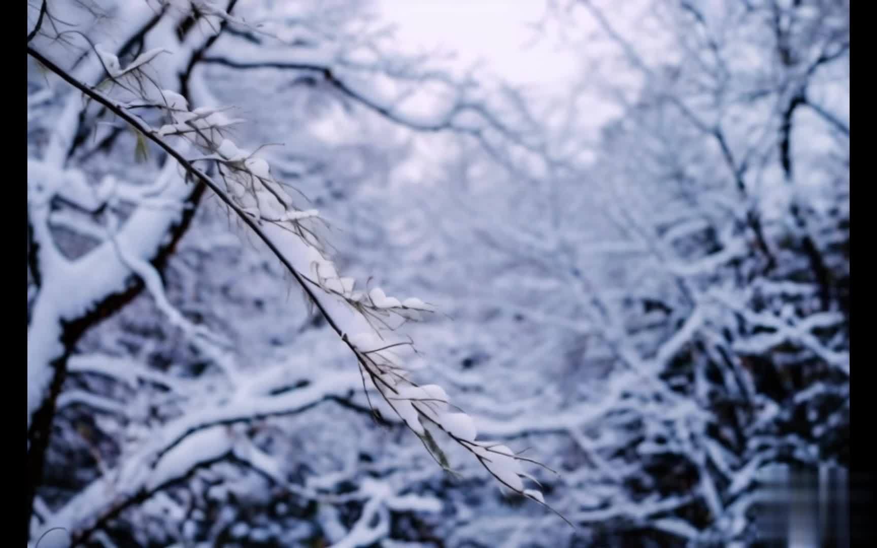 【收藏】冬季大雪小雪枯树枝背景视频视频的预览图