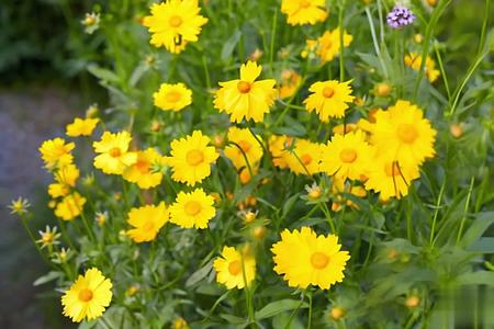 【收藏】美丽的黄色雏菊空镜视频的预览图