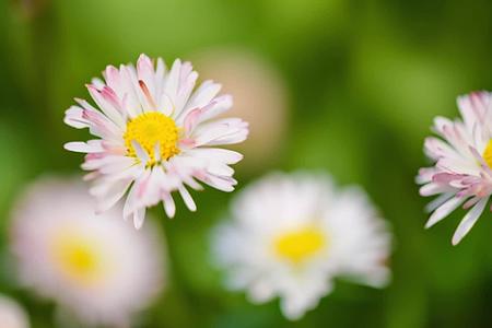 【收藏】美丽的粉色雏菊空镜视频的预览图