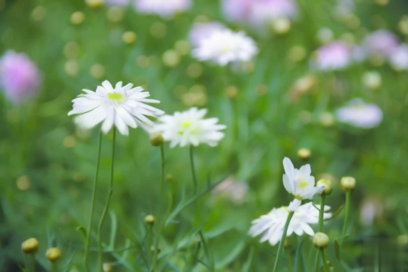 【收藏】初春美丽的花朵空镜视频的预览图