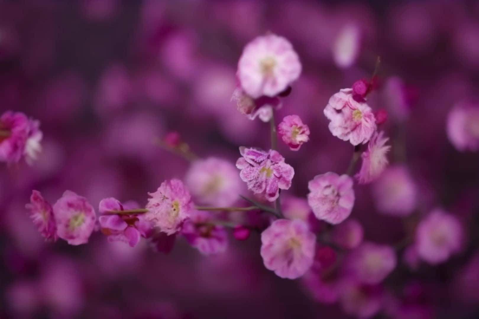 【收藏】春天桃花美丽空镜视频的预览图