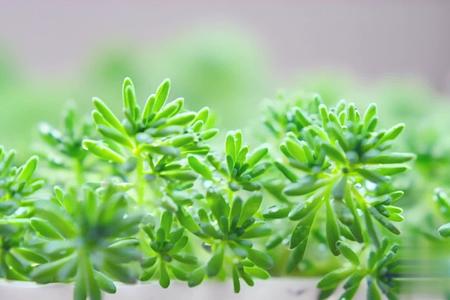 【收藏】春季绿色植物露珠背景视频视频的预览图