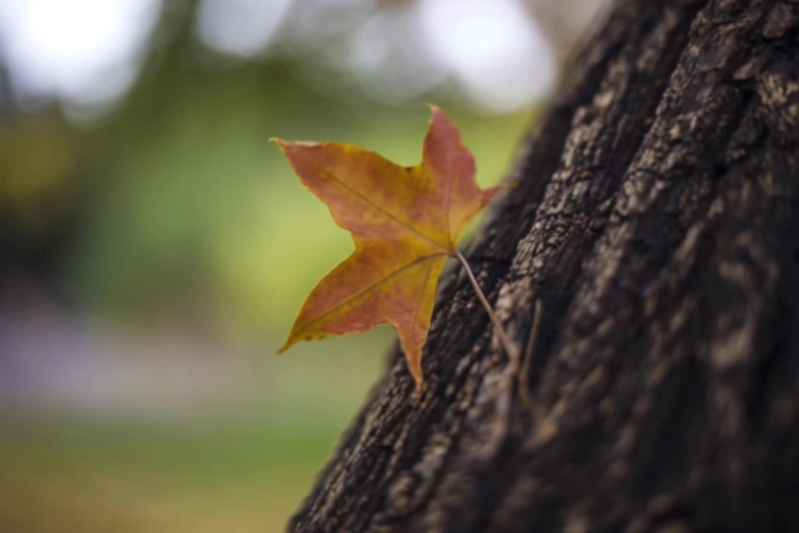 【收藏】深秋枝叶枯叶背景视频视频的预览图