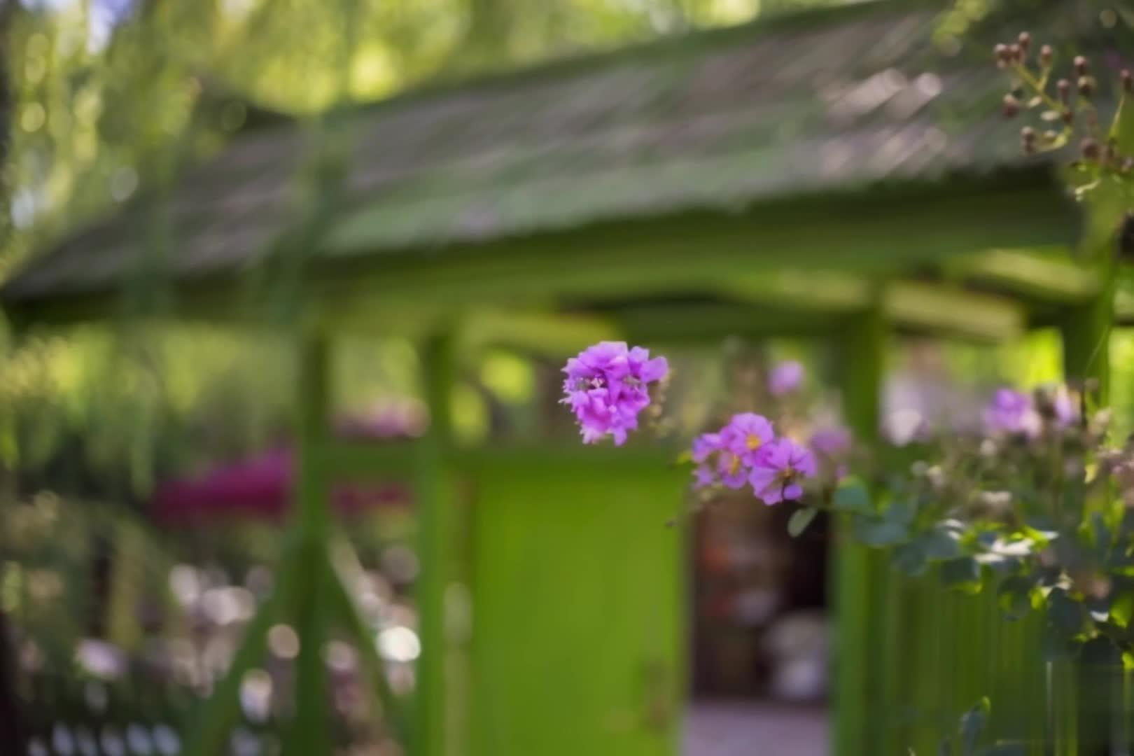 【收藏】美丽阳光下的花朵意境视频的预览图