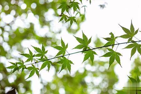 【收藏】夏季绿色枫叶空镜视频的预览图