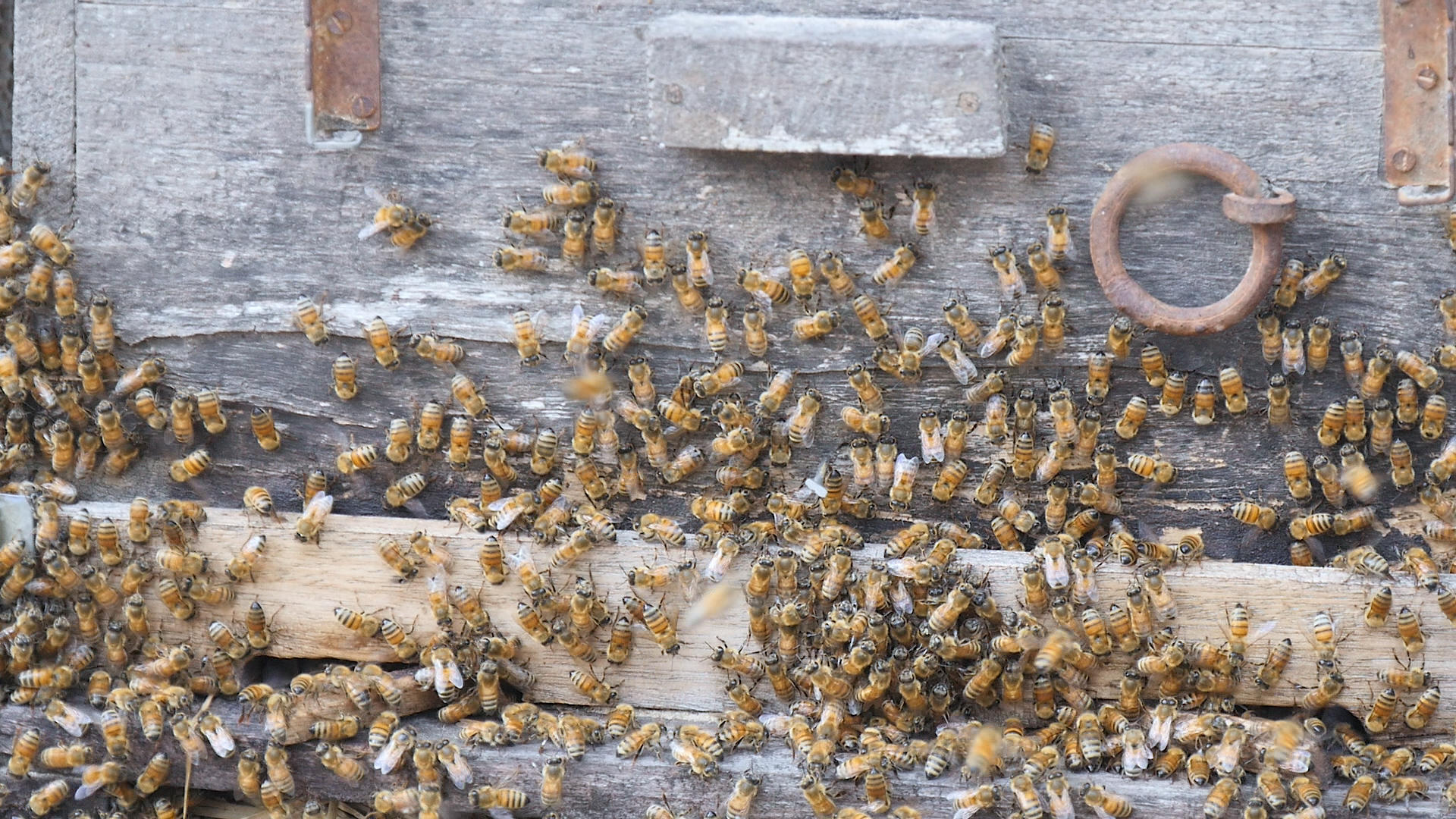 蜂蜜养殖管理视频的预览图