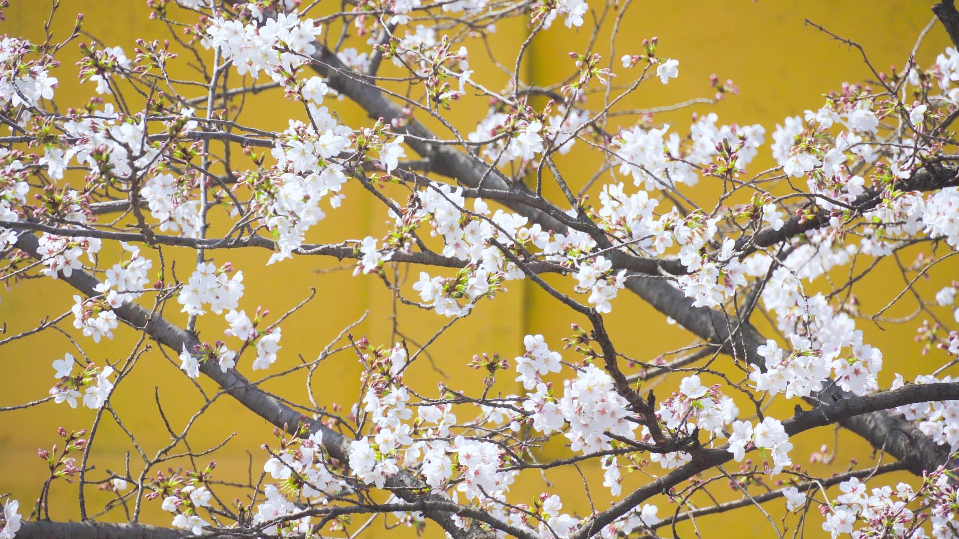 4K春季唯美樱花盛开樱花盛开视频的预览图