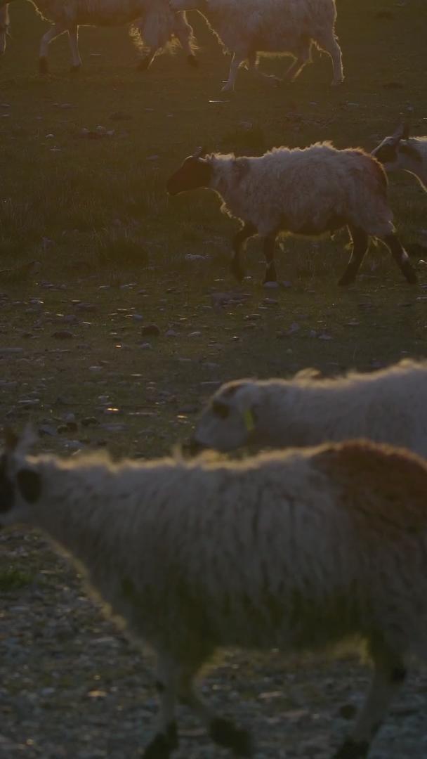夕阳把牧草放在牧羊农场的绿地上视频的预览图