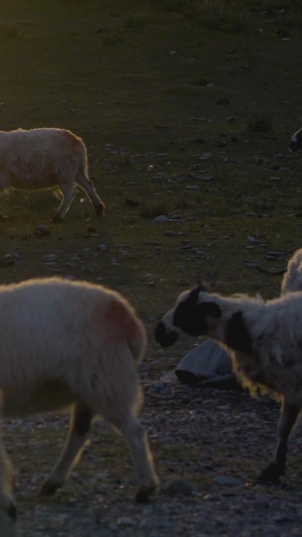 夕阳把牧草放在牧羊农场的绿地上视频的预览图