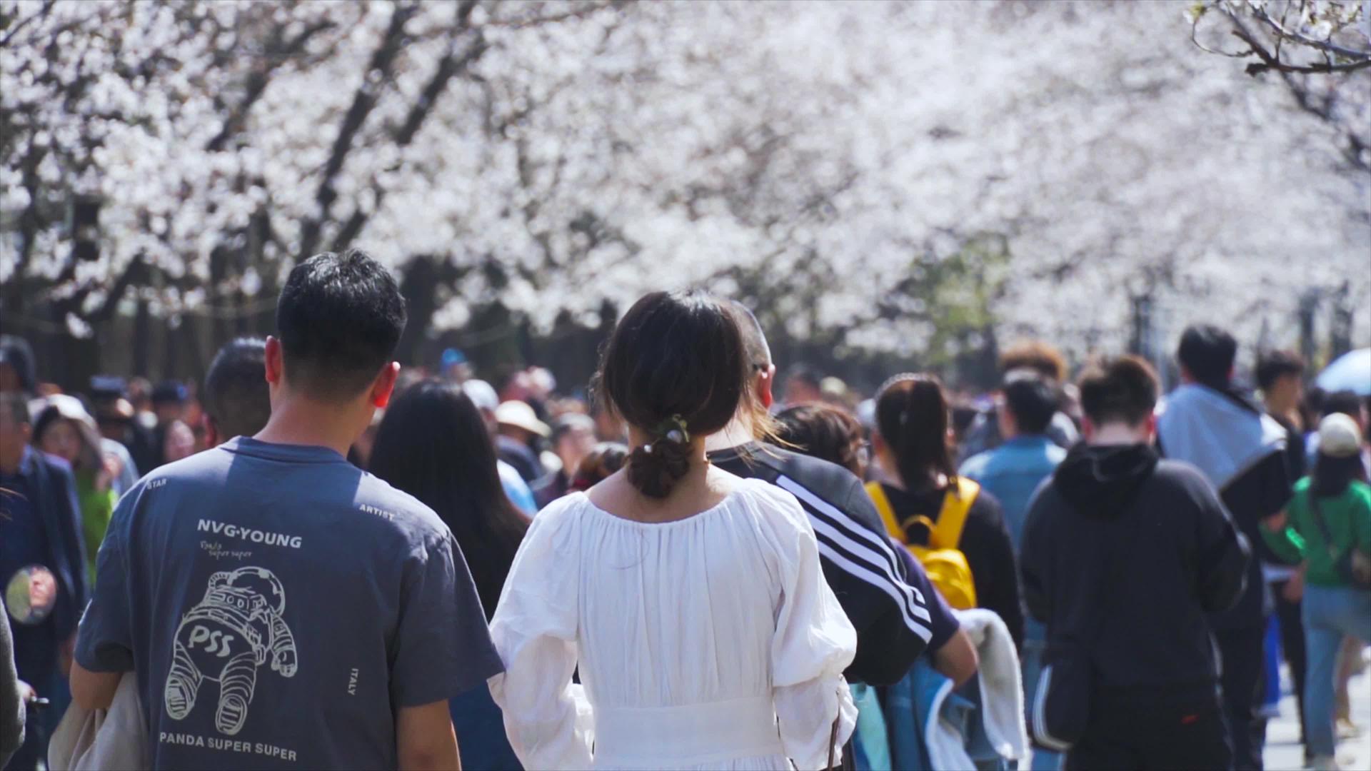 4K春季踏青青春游樱花盛开赏樱人群视频的预览图