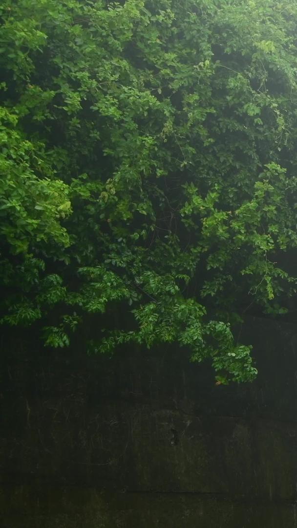 林间小道下雨天视频的预览图
