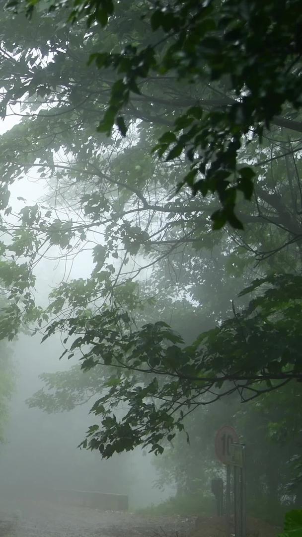 林间小道下雨天视频的预览图