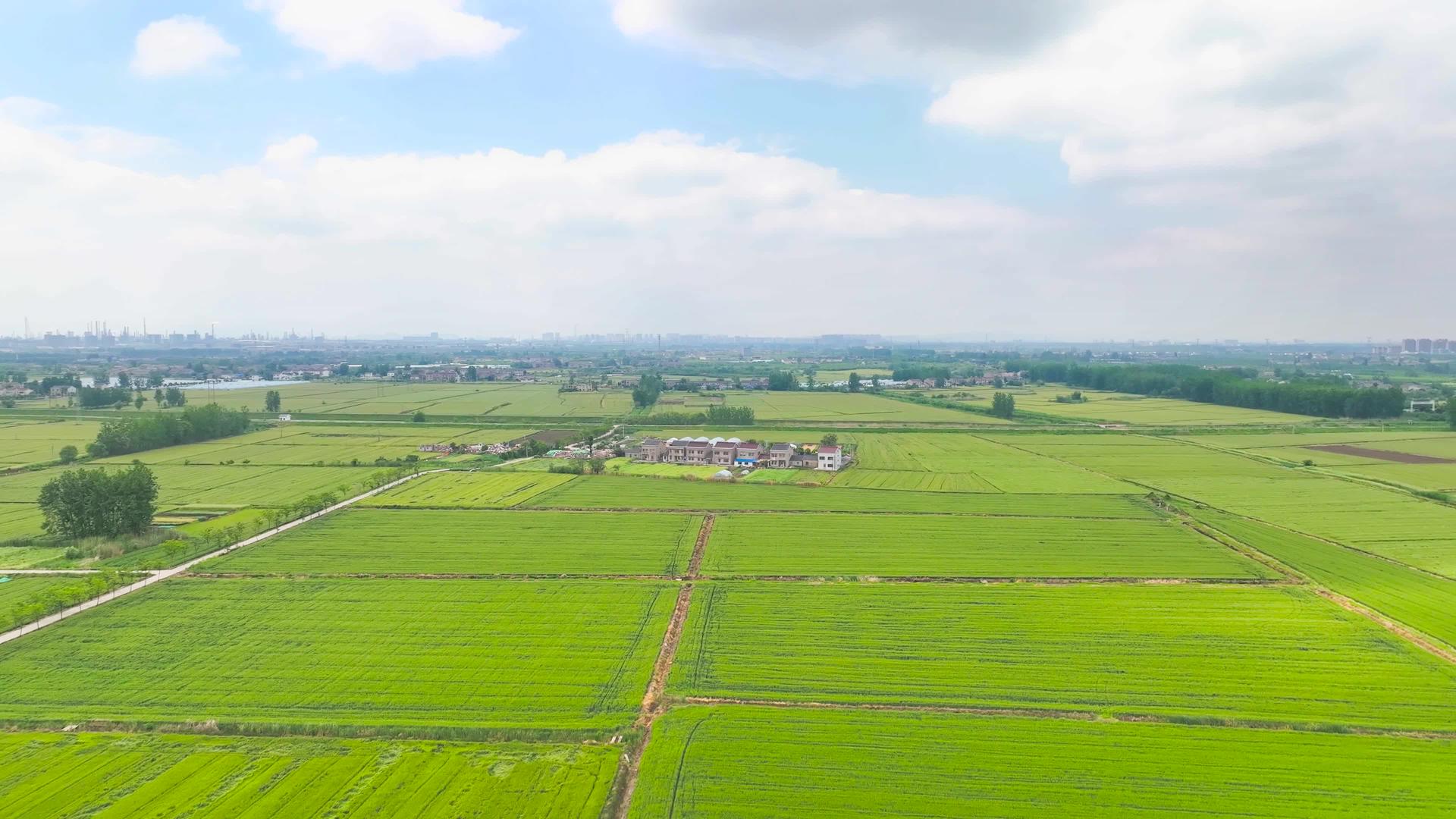 春季农业麦田农业绿色农田4K航拍视频的预览图