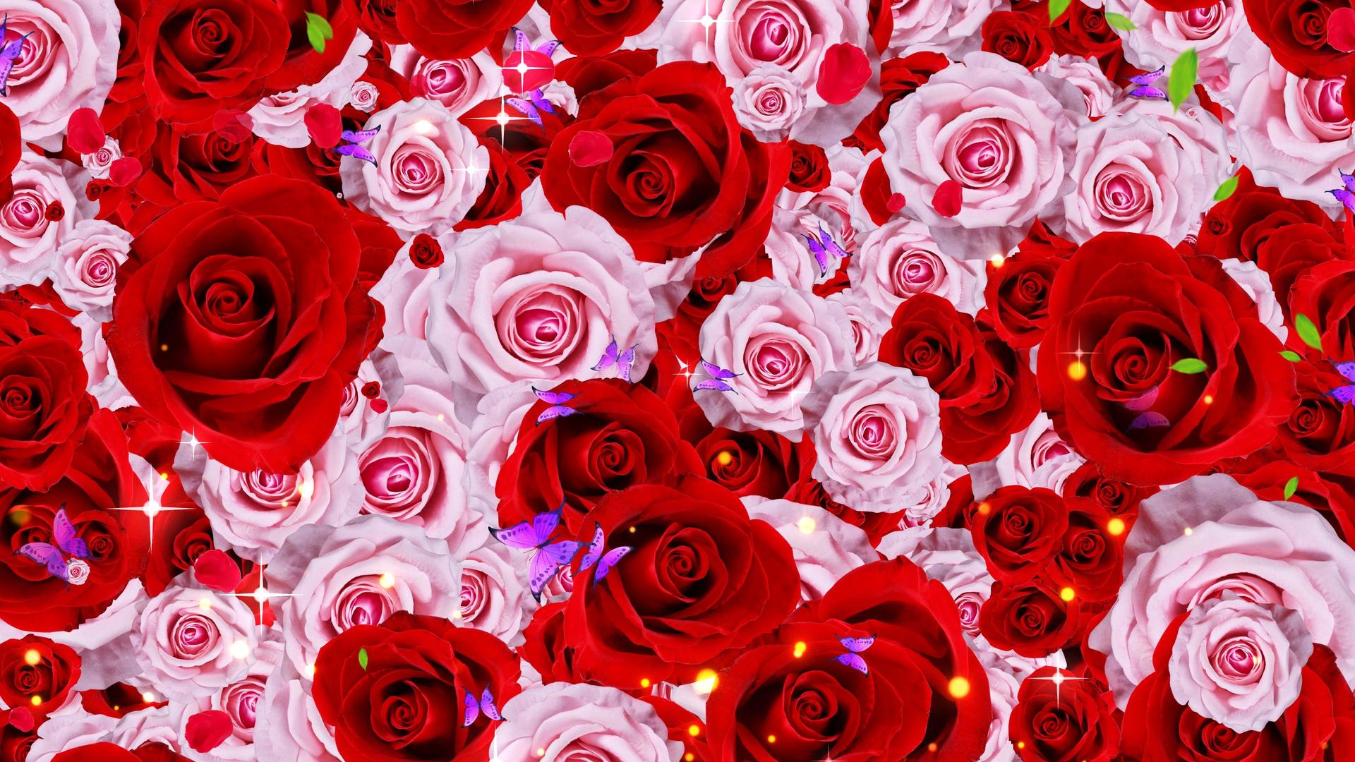 4K玫瑰花背景素材视频的预览图