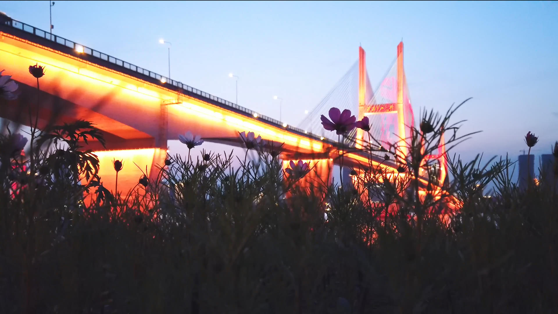 城市夜景桥梁低角度花丛视频的预览图